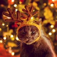 Котэ ревнует