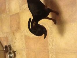 Самые редкие породы собак 