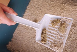 Без вкусняшек не работает!