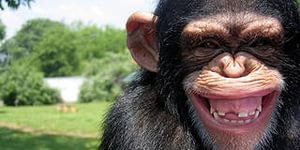 Крылышки как в KFC у себя дома 