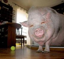 Дома можно держать только домашних животных