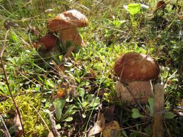 Калужская область