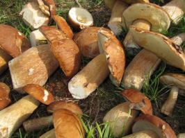 Калужская область