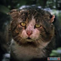 Фотографии суровых дворовых котов