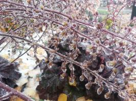  Обледенелые растения