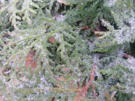  Обледенелые растения