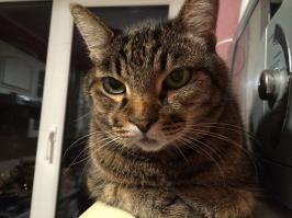 Прям копия мой! Настоящий тигр:-) хоть и маленький:-)