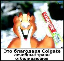 Самая большая бобровая плотина в мире