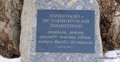 Вот такое дерево есть в Волгограде...