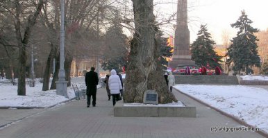 Вот такое дерево есть в Волгограде...