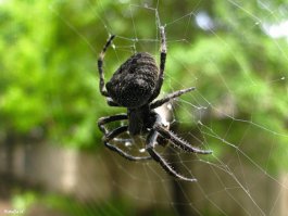дай обниму тебя, БРО...
мне вполне достаточно увидеть одного ARANEUS ANGULATUS на веранде и потом пол лета ходить озираясь чтоб эта падла не напала(( и не покусала.. да что там покусала.. чтоб не сожрала...