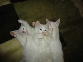 Идеальные места для отдыха по версии котиков