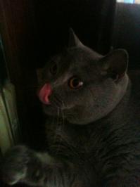 А это мой "аристократ"!;)