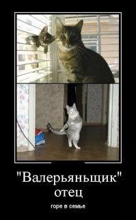 15 забавных котов, которым очень нравится стоять