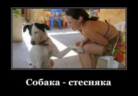 Собаки для поднятия настроения