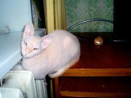 моя "розовая пантера" ;) :) (была  ) вот так отдыхала в зимнее время.