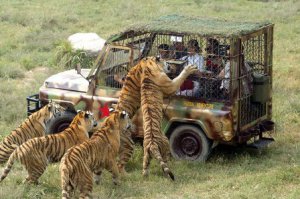 Ещё будучи ребёнком никогда не любил зоопарки и цирк с животными (цирковые номера с акробатами и другими артистами смотрю с удовольствием). Ну как можно вообще любоваться униженным запертым в клетку животным у которого только прогулка в сутки может занимать десятки километров. Не говоря уже об птицах. В Минске в чижовском зоопарке одно время гордились что орлан в большом вальере сидит. У этого орлана размах крыльев 3 метра а у него вальер 10 на 10 и метров 15 в высоту. КАК МОЖНО НА ЭТО СМОТРЕТЬ С УМИЛЕНИЕМ да ещё и приводить детишек и с сюсюканием рассказывать "какие тут зверушки". Медведь весом под 300 кило сидит в вальере 20на20 (примерно, пусть даже 30на30) метров, медведь, гроза сила и красота тайги сидит на одном месте весь день потому что ничего больше ему не остаётся. Волки, тигры, и многие многие животные которым страшно заглядывать в глаза, таких грустных и пустых глаз я ни где больше не видел только в зоопарке.На мой взгляд нужно запретить все зоопарки и на средства сэкономленные на содержании этих концлагерей для животных расширять и улучшать заповедники но только для животных которые не способны выжить самостоятельно в дикой среде. Остальных же выпустить на свободу. Про передвижные цирк и зоопарки даже говорить не буду. А всем любителям любоваться диким зверем предлагаю любоваться ими в нормальной для животных среде как на картинке ниже. 
З.Ы. Не имею ни какого отношения к обществу "зелёных".