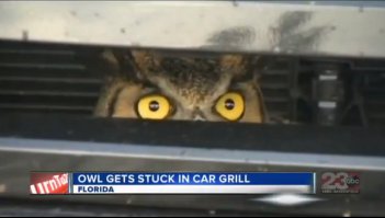 Почему враньё? Вот недавно где-то в Штатах сову точно так же сбили и она тоже застряла. По многим каналам крутили сюжет о её чудесном спасении без каких-либо повреждений.