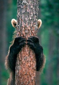 Как дети играют в прятки