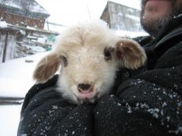 Ну просто как плюшевые!