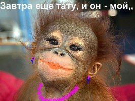 14 животных, которые не могут смириться с тем, что не родились людьми