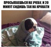 14 животных, которые не могут смириться с тем, что не родились людьми