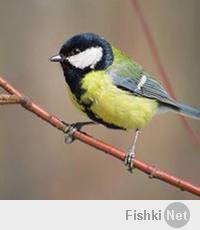 А это синица, которая ворует пшеницу, которая в темном чулане хранится, в доме Винчестеров.