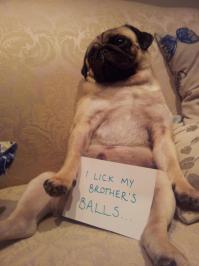 Папа приехал 