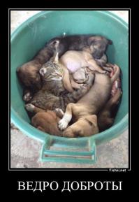 Ну и конечно же всем ведро меха !