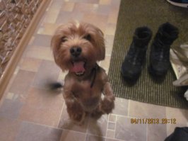 Счастливые морды спасенных из приюта собак 