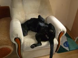 мой зверь)))