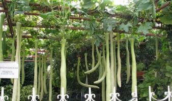 Кабачок, называется "лагенария". Растет быстро, нужно подвешивать. Выращивала, но чисто как развлечение. До 1,70 м в легкую вырастал.  Самый прикол: пока растет, можно отрезать низ, он дальше расти будет.