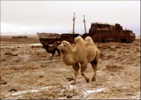 Воды Амударьи и Сырдарьи, попросту не доходят до Арала. В Азии вода на расхват. Хлопковые поля требуют много воды. А без хлопка Азия загнется. И всем глубоко фиолетово, что там будет с каким то Аралом. Спасти его уже нельзя. А так как Арал — бессточное соленое озеро, то пустыня там будет безжизнена. Но, может кому-то это и на руку, т.к там большие запасы газа и нефти.