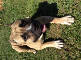 Если у вас есть собака