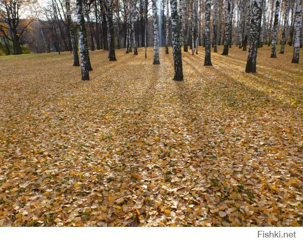 Фишкина солянка за 19.10.2014