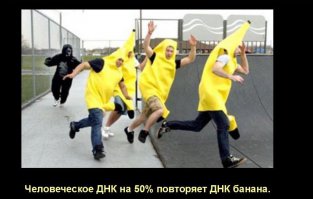 Автор не знает о склонении прилагательных? 
Слово "ДНК" женского рода, следовательно, онА "ЧеловеческАЯ".