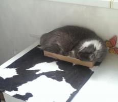 Маленькие - все такие классные.. а мой прячется в коробочке вот так