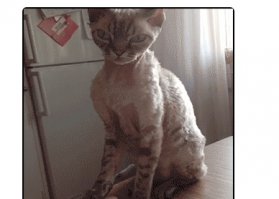 инопланетная кошка