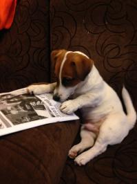 Русские породы мне очень нравятся!
Но у меня Джек Рассел терьер - Филька!)))))