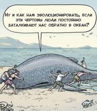  Как 50 человек пытались вернуть в море, выбросившегося на берег кита