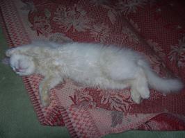 25 кошачьих поз для сна