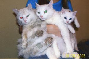 25 кошачьих поз для сна