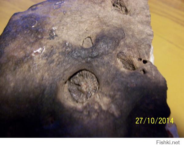 Вот такое чудо я нашел в Шатурских торфяниках: