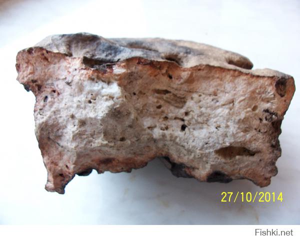 Вот такое чудо я нашел в Шатурских торфяниках: