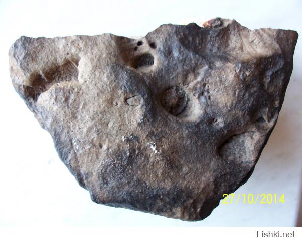 Вот такое чудо я нашел в Шатурских торфяниках: