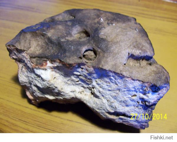 Вот такое чудо я нашел в Шатурских торфяниках: