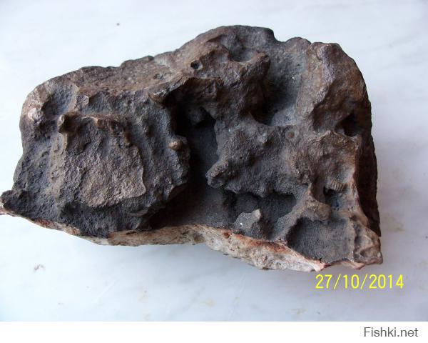 Вот такое чудо я нашел в Шатурских торфяниках: