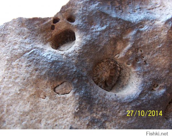 Вот такое чудо я нашел в Шатурских торфяниках: