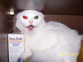 Боевая кошка.Чупакабра.