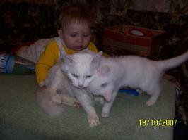 20 доказательств того, что питбули самые ласковые собаки в мире